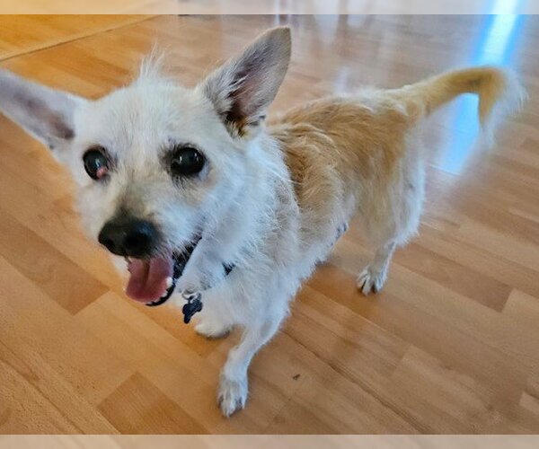Medium Photo #1 Mutt Puppy For Sale in  Ramona, CA, USA