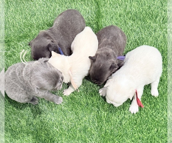 Medium Photo #9 French Bulldog Puppy For Sale in PORTSMOUTH, VA, USA