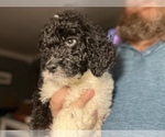 Small Photo #6 Saint Berdoodle Puppy For Sale in CONNEAUT, OH, USA