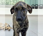 Small #1 Holland Shepherd-Plott Hound Mix