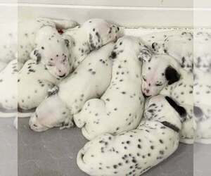 Dalmatian Dogs for adoption in ANDERSON, SC, USA