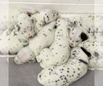 Small Dalmatian