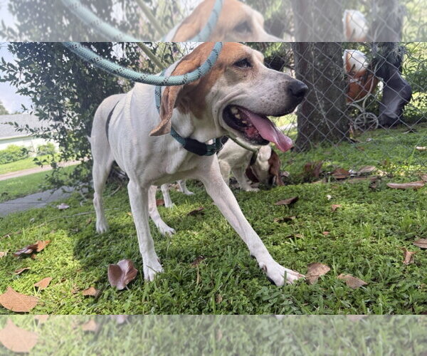 Medium Photo #3 Beagle Puppy For Sale in Sanford, FL, USA