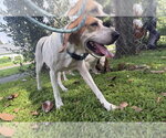 Small Photo #3 Beagle Puppy For Sale in Sanford, FL, USA