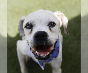 Boxer-Unknown Mix Dogs for adoption in San Antonio, TX, USA