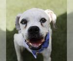Small Boxer Mix