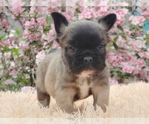 French Bulldog Puppy for sale in BOSTON, MA, USA