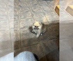 Small #5 Pomeranian