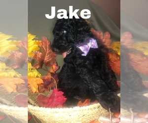 Labradoodle-Poodle (Standard) Mix Puppy for sale in DILLON, SC, USA