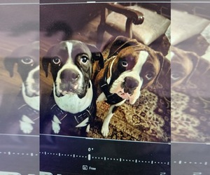 Mother of the Boxer puppies born on 04/15/2025