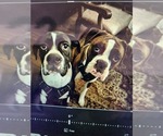 Small Photo #1 Boxer Puppy For Sale in WINCHESTER, CA, USA
