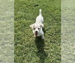 Small Photo #1 Morkie Puppy For Sale in LANCASTER, MO, USA