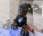 Small Photo #2 Labrador Retriever-Unknown Mix Puppy For Sale in Boston, MA, USA