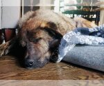 Small Photo #13 Chow Chow-German Shepherd Dog Mix Puppy For Sale in Princeton, MN, USA