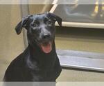 UNKNOWN - Female Labrador Retriever-Unknown Mix Dog for Adoption - Small photo