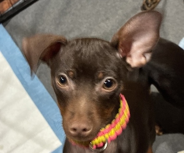 Medium Photo #1 Miniature Pinscher Puppy For Sale in HIGHLAND, IN, USA