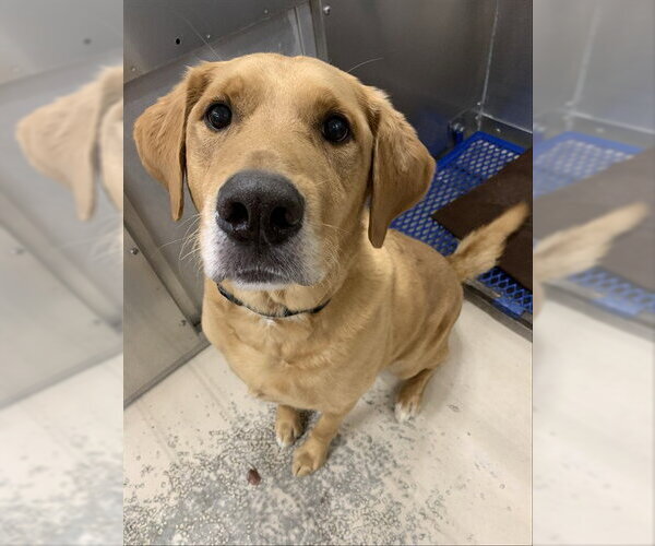 Medium Photo #1 Labrador Retriever-Unknown Mix Puppy For Sale in Fairbanks, AK, USA
