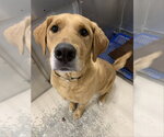 Small Labrador Retriever Mix