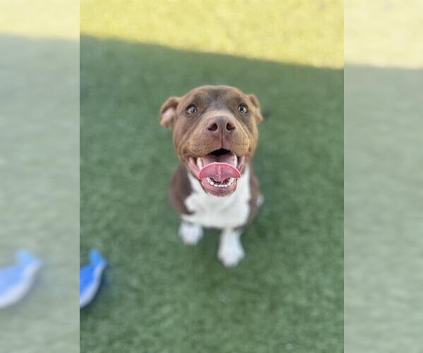 Medium Photo #1 Mutt Puppy For Sale in Chula Vista, CA, USA