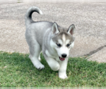 Small Photo #16 Siberian Husky Puppy For Sale in BRKN ARW, OK, USA