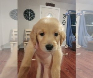 Goldendoodle Puppy for sale in TROY, MO, USA