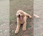 Small Photo #8 Goldendoodle Puppy For Sale in BRIGHTON, MO, USA