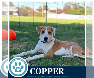 Copper 102426 - Male Mutt Dog for Adoption - Photo #3