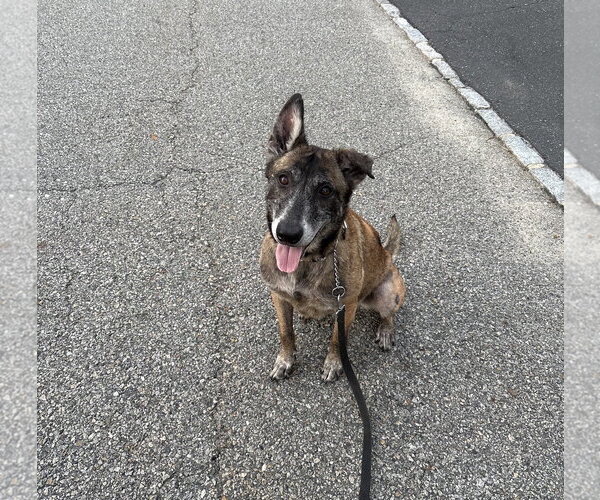 Medium Photo #9 Mutt Puppy For Sale in Stevens Point, WI, USA