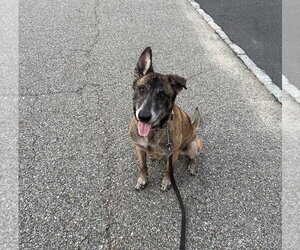 Millie - NJ - Female Mutt Dog for Adoption - Photo #9