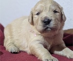 Small Photo #3 Golden Retriever Puppy For Sale in MODESTO, CA, USA