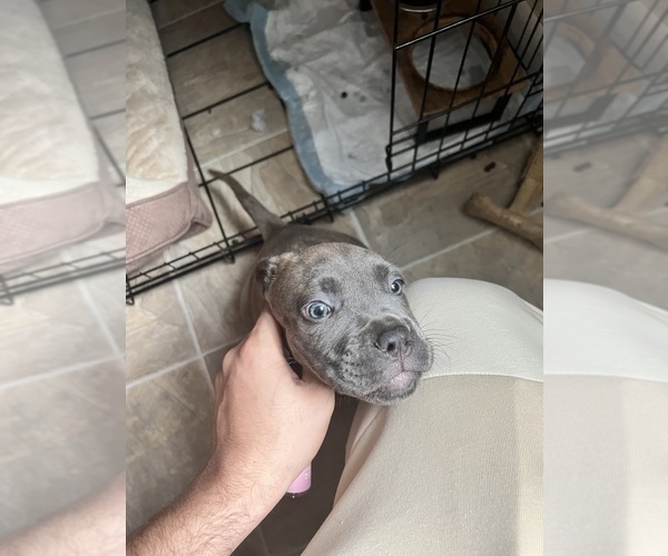 Medium Photo #2 Cane Corso Puppy For Sale in TROY, NY, USA