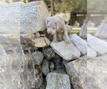 Small Photo #5 Dogo Argentino Puppy For Sale in FRAZIER PARK, CA, USA