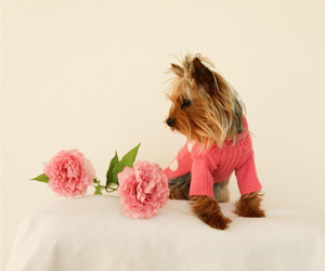 Yorkshire Terrier Puppy for Sale in STROUDSBURG, Pennsylvania USA
