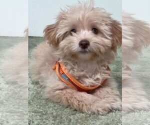 Pom-A-Poo Dogs for adoption in Pacolet, SC, USA