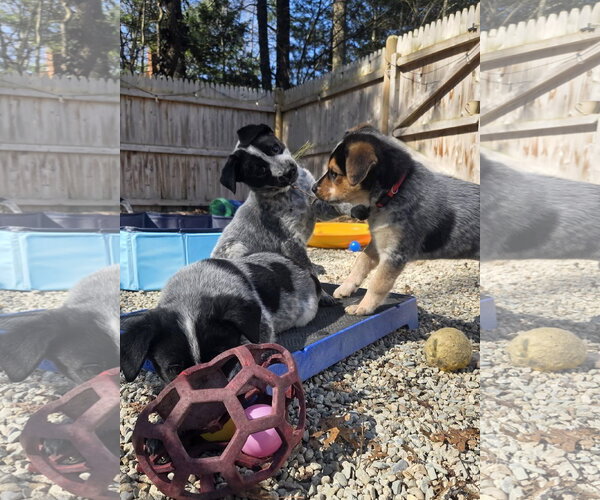 Medium Photo #2 Mutt Puppy For Sale in Garden City, NY, USA