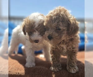 Miniature Labradoodle Puppy for Sale in SAN DIEGO, California USA