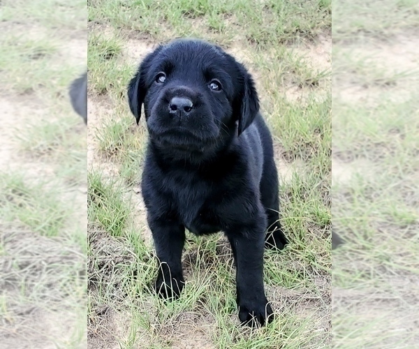 Medium Photo #18 Labrador Retriever Puppy For Sale in FOUNTAIN, CO, USA