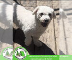 Small #1 Bichon Frise