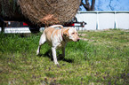 Small Photo #1 Labrador Retriever Puppy For Sale in MAYSVILLE, GA, USA