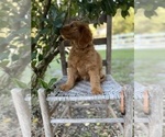 Small Photo #2 Golden Retriever-Poodle (Toy) Mix Puppy For Sale in LITHIA, FL, USA