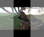 Small #2 German Shepherd Dog