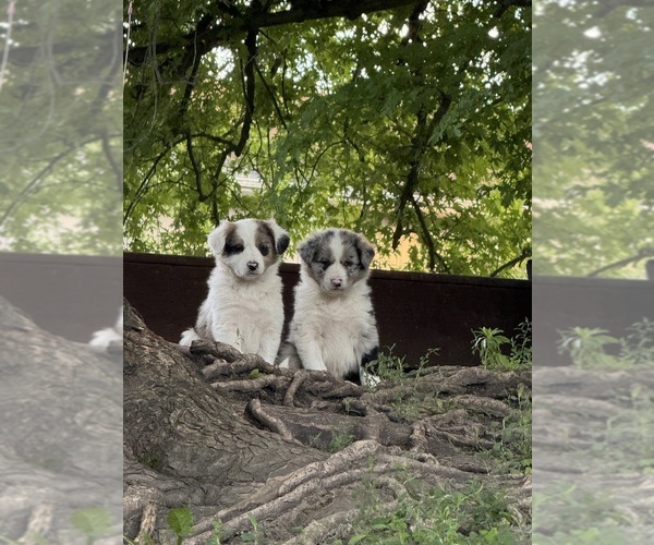 Medium Photo #1 Border Collie Puppy For Sale in BERRIEN SPRINGS, MI, USA