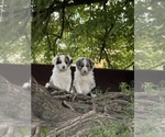 Image preview for Ad Listing. Nickname: Litter of 4