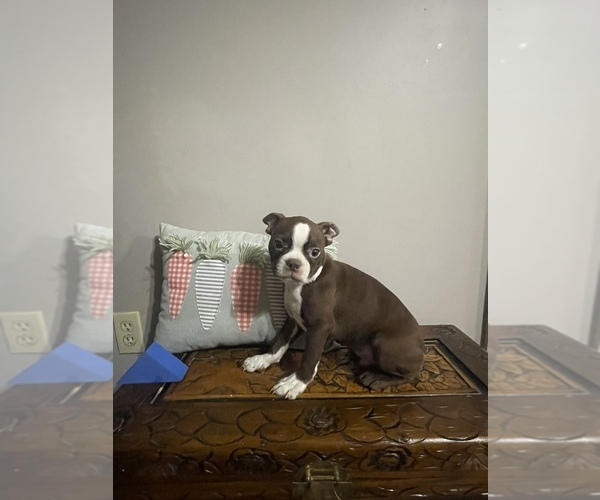 Medium Photo #1 Boston Terrier Puppy For Sale in RAMER, TN, USA