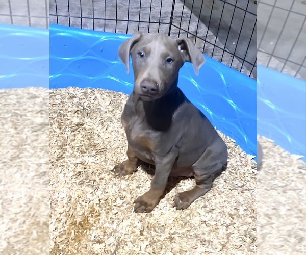 Medium Photo #2 Doberman Pinscher Puppy For Sale in YUCCA VALLEY, CA, USA