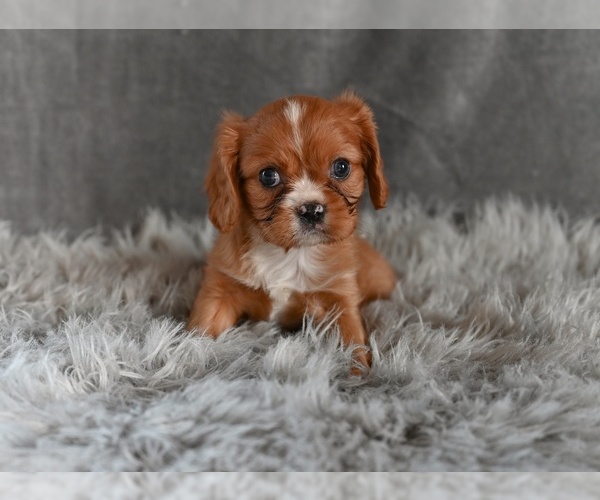 Medium Photo #3 Cavalier King Charles Spaniel Puppy For Sale in MILLERSBURG, OH, USA