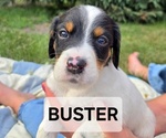 Puppy Buster English Setter
