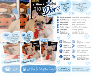 French Bulldog Puppy for sale in ATHENS, GA, USA
