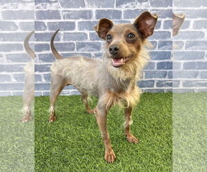Chihuahua-Tibetan Terrier Mix Dogs for adoption in Corona, CA, USA