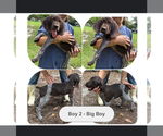 Small Photo #22 German Shorthaired Pointer-German Wirehaired Pointer Mix Puppy For Sale in DEFUNIAK SPRINGS, FL, USA